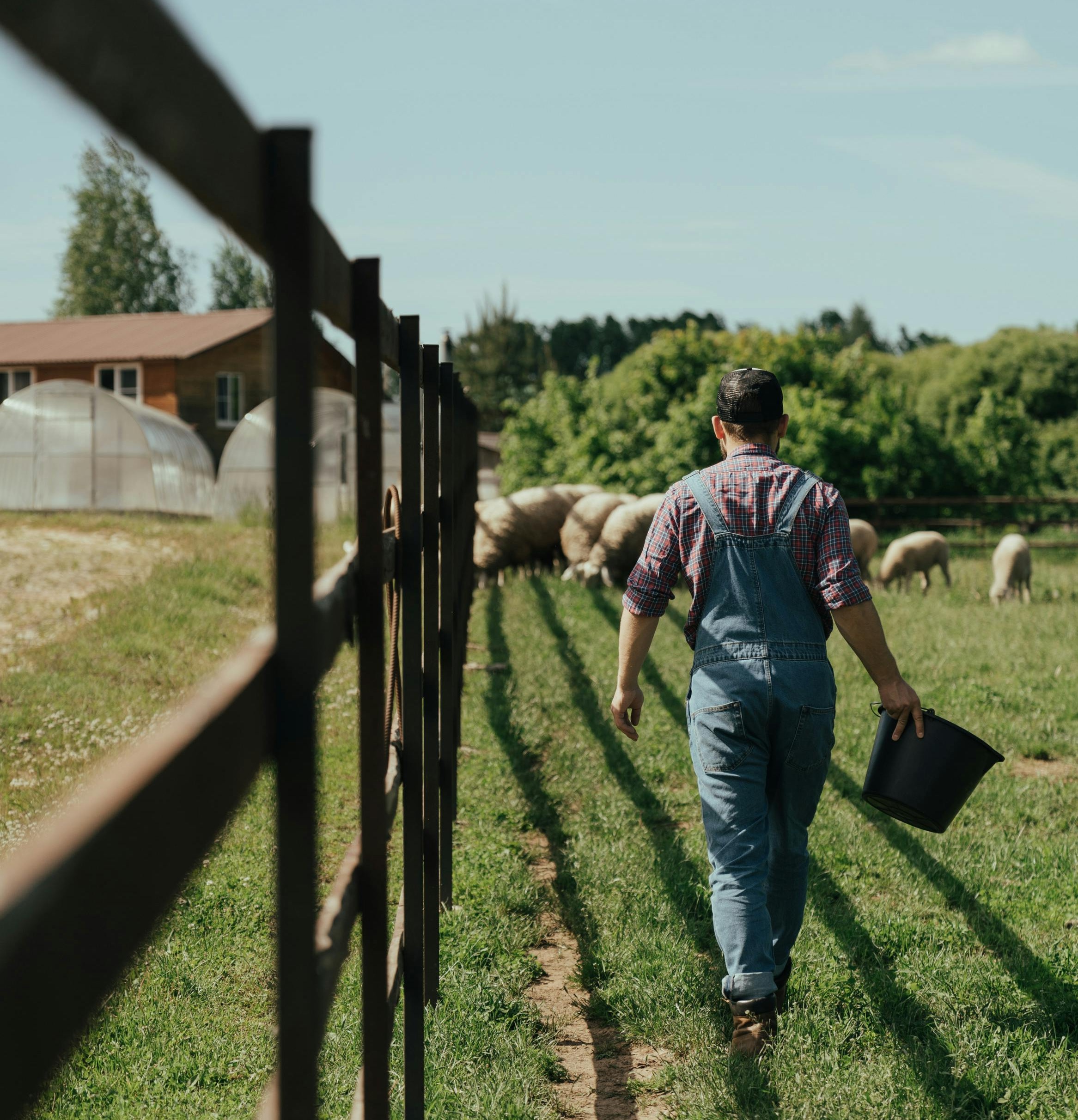 Landwirt mit Schafherde